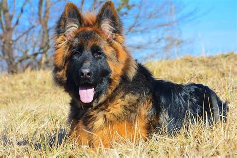 king alsatian